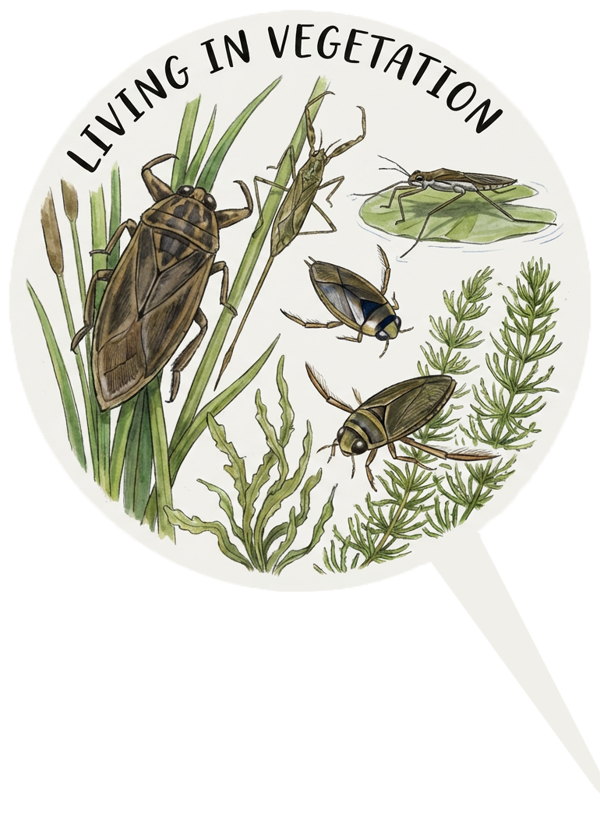 Generated: the Living in vegetation call-out